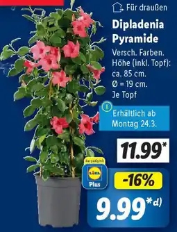 Lidl Dipladenia Pyramide Angebot