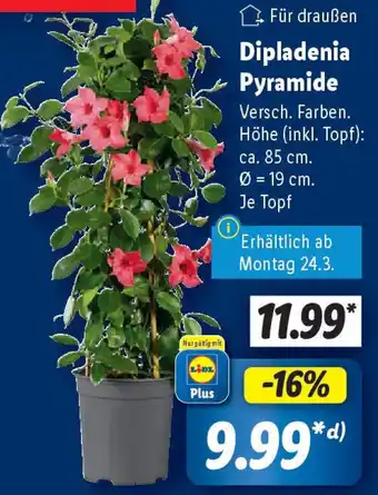 Lidl Dipladenia Pyramide Angebot