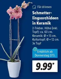 Lidl Schmetterlingsorchideen in Keramik Angebot