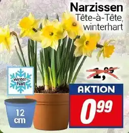 CENTERSHOP Narzissen Angebot