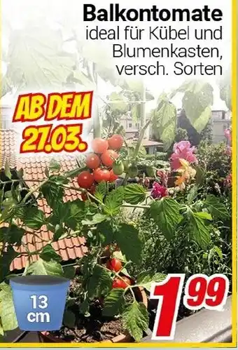 CENTERSHOP Balkontomate Angebot