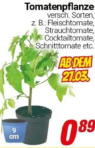 CENTERSHOP Tomatenpflanze Angebot