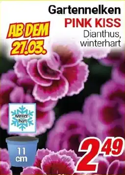 CENTERSHOP Gartennelken PINK KISS Angebot