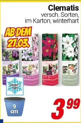 CENTERSHOP Clematis Angebot