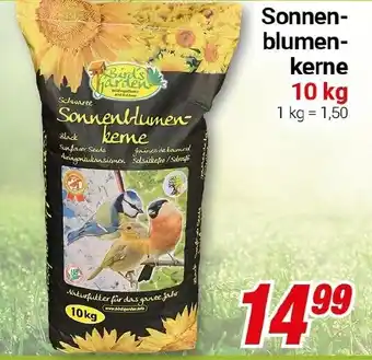 CENTERSHOP Sonnenblumen keme Angebot