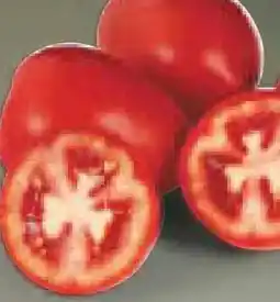 Netto Marken-Discount MarktTag Tomaten Angebot