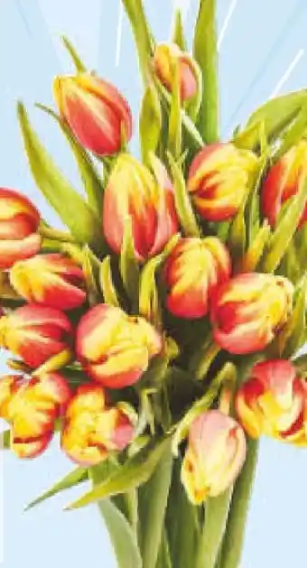 Netto Marken-Discount Tulpen-Großbund Angebot