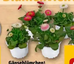 REWE Gänseblümchen Angebot