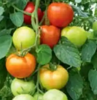 Hellweg Tomaten-Pflanzen Angebot