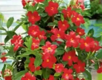 Hellweg Dipladenia Sundaville Angebot