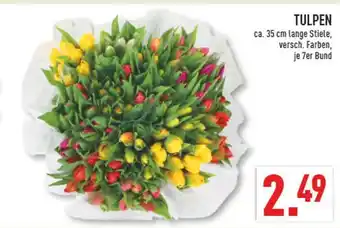 Marktkauf Tulpen Angebot