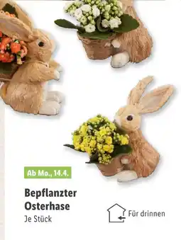 Lidl Bepflanzter osterhase Angebot