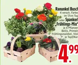 Edeka Ranunkel busch Angebot