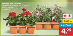 Netto Marken-Discount Geranien oder fuchsien Angebot