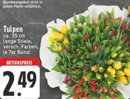 Kaufland Tulpen Angebot