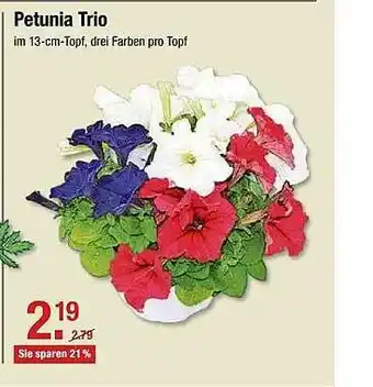 V Markt Petunia Trio Angebot