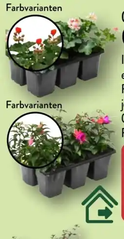 Aldi Nord Gardenline Geranien Angebot