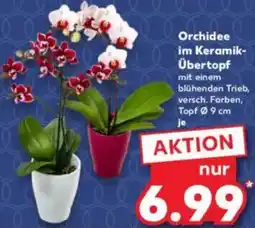 Kaufland Orchidee im Keramik Übertopf Angebot