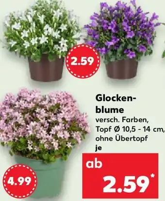 Kaufland Glockenblume Angebot