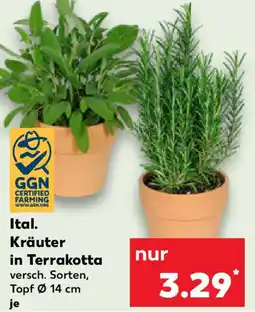 Kaufland Ital. Kräuter in Terrakotta Angebot