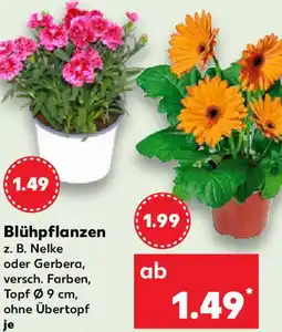 Kaufland Blühpflanzen Angebot