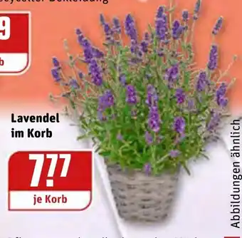 REWE Lavendel im Korb Angebot