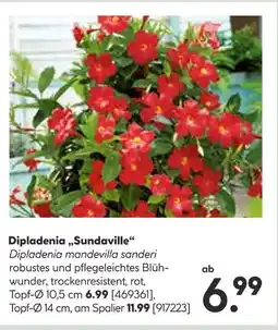 Hellweg Dipladenia sundaville Angebot