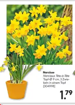 Hellweg Narzisse narcissus tête-à-tête Angebot