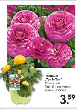 Hellweg Ranunkel „ton in ton“ Angebot