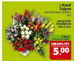 Marktkauf 2 bund tulpen Angebot