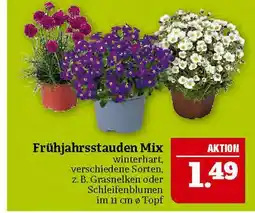 Marktkauf Frühjahrsstauden mix Angebot