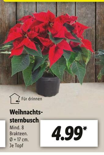 Lidl Weihnachtssternbusch Angebot