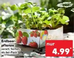 Kaufland Erdbeer- pflanze Angebot