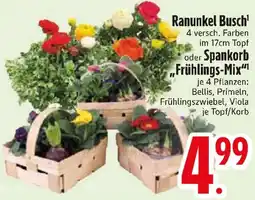 Edeka Ranunkel Busch oder Spankorb „Frühlings-Mix" Angebot