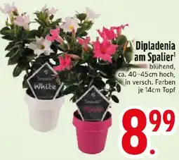 Edeka Dipladenia am Spalier Angebot