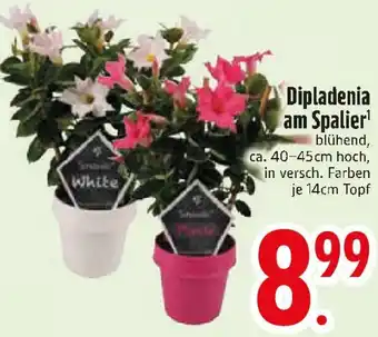 Edeka Dipladenia am Spalier Angebot