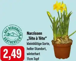 Feneberg Narzissen „Tête à Tête" Angebot