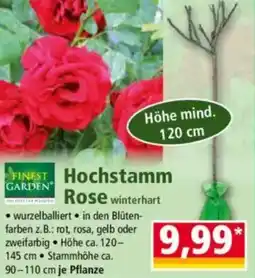 Norma FINEST GARDEN Hochstamm Rose Angebot