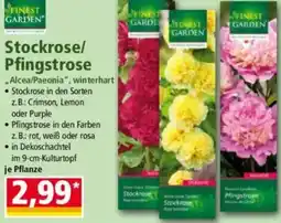 Norma FINEST GARDEN Stockrose/ Pfingstrose Angebot