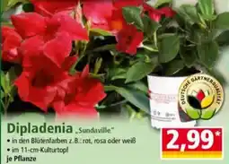 Norma Dipladenia Sundaville Angebot