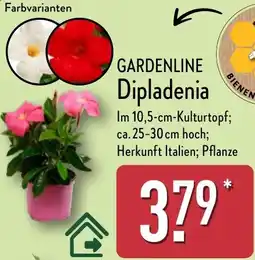 Aldi Nord GARDENLINE Dipladenia Angebot