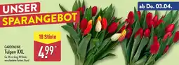 Aldi Nord GARDENLINE Tulpen XXL Angebot