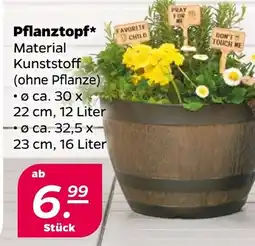 NETTO Pflanztopf Angebot