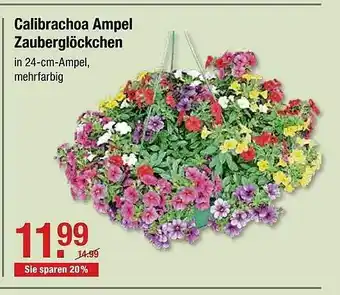 V Baumarkt Calibrachoa Ampel Zauberglöckchen Angebot