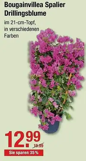 V Baumarkt Bougainvillea Spalier Drillingsblume Angebot