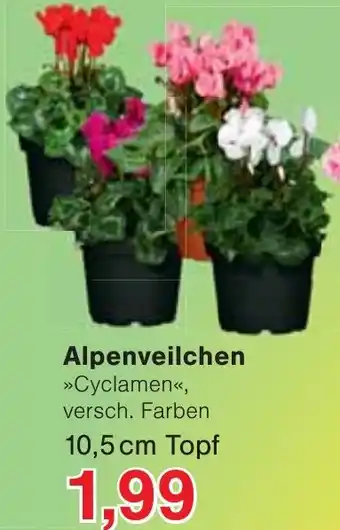Jawoll Alpenveilchen Angebot