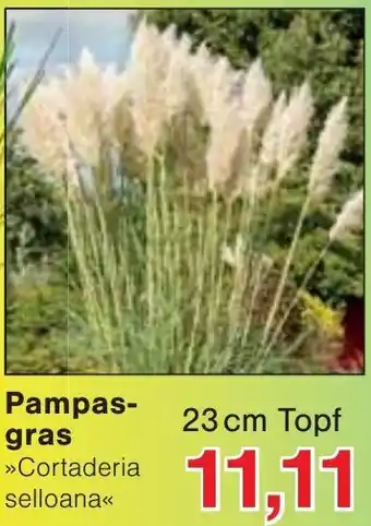 Jawoll Pampasgras Angebot