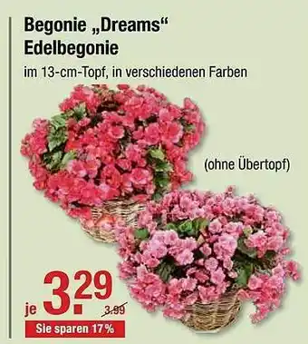 V Baumarkt Begonie „Dreams Edelbegonie” Angebot