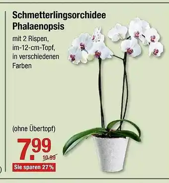 V Baumarkt Schmetterlingsorchidee Phalaenopsis Angebot