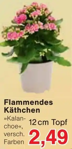 Jawoll Flammendes Käthchen Angebot